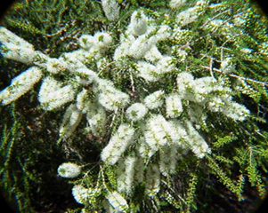 Pianta Melaleuca